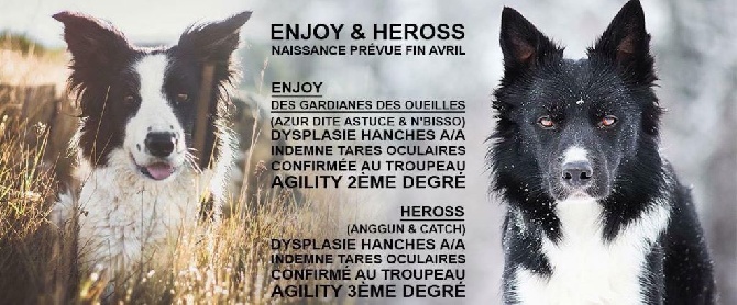 Gestation confirmé Enjoy X Heross