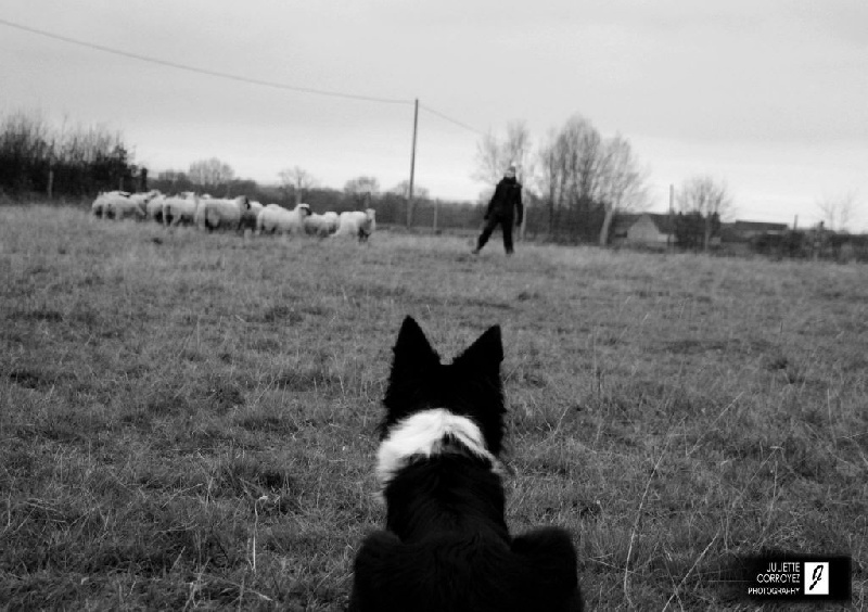 Heross (à Synthia Perrier), père des chiots d'Enjoy